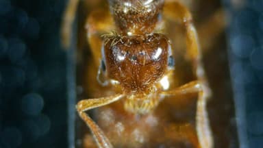 Lasius claviger — queen photo 124