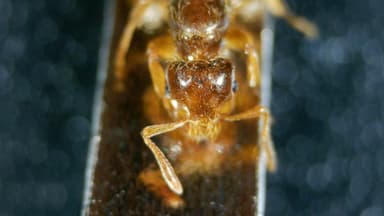 Lasius claviger — queen photo 125