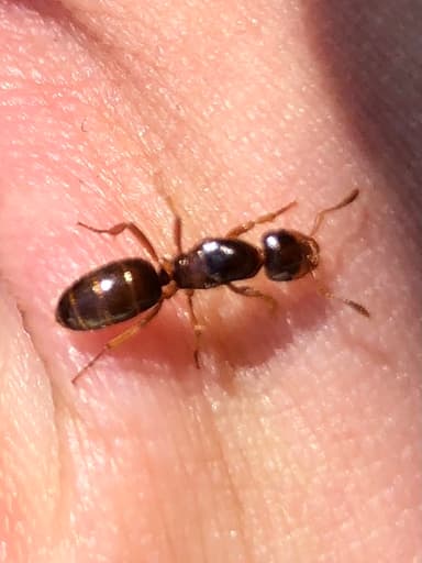 Lasius claviger photo 127