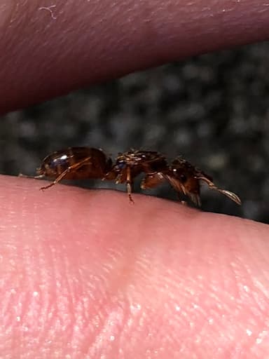 Lasius claviger photo 129