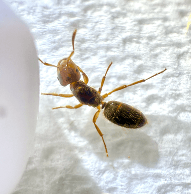Lasius claviger photo 130