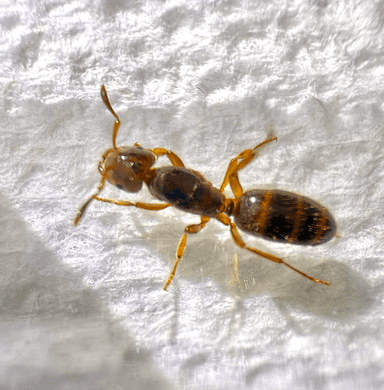 Lasius claviger photo 131