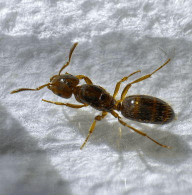 Lasius claviger photo 132