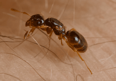 Lasius claviger — queen photo 133