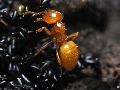 Lasius claviger — colony photo 140