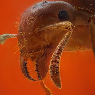 Lasius claviger photo 141