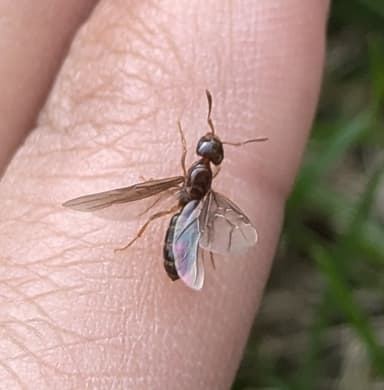 Lasius claviger photo 143