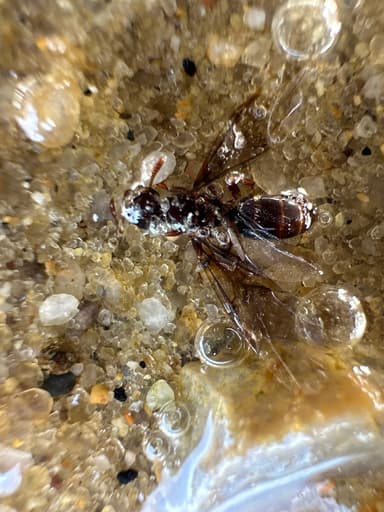 Lasius claviger photo 144