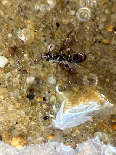 Lasius claviger photo 145