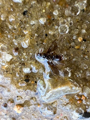 Lasius claviger photo 146