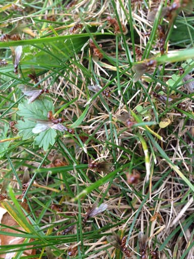 Lasius claviger photo 150