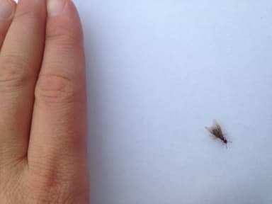 Lasius claviger photo 152