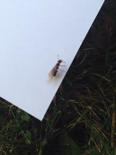 Lasius claviger photo 153
