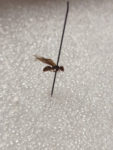 Lasius claviger photo 156