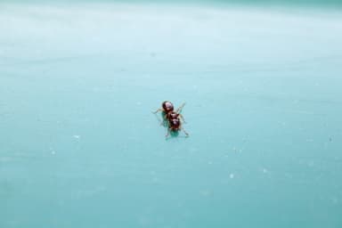 Lasius claviger photo 158