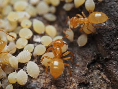 Lasius claviger photo 160