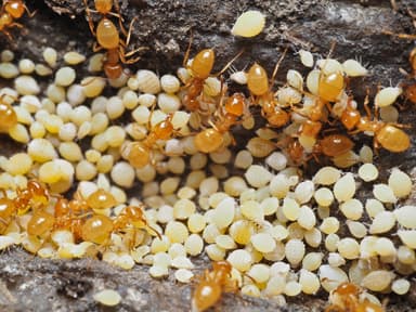 Lasius claviger photo 161