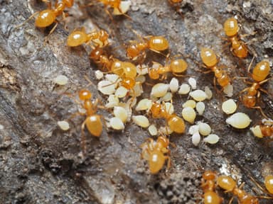 Lasius claviger photo 162