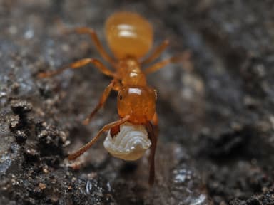 Lasius claviger photo 163