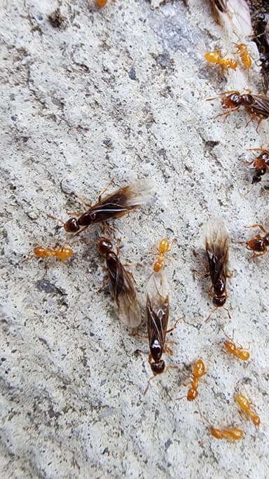 Lasius claviger photo 164