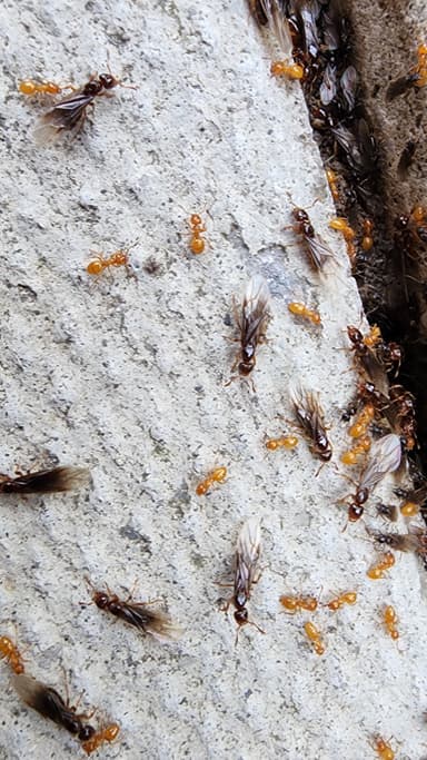 Lasius claviger photo 165
