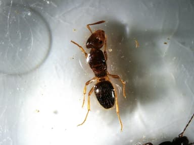 Lasius claviger photo 166