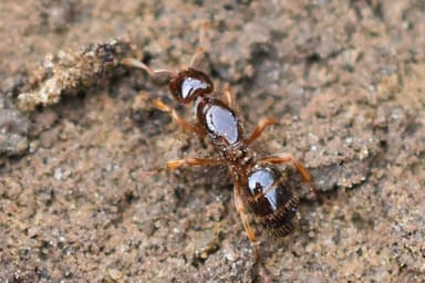 Lasius claviger photo 168