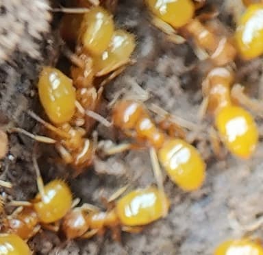 Lasius claviger photo 171