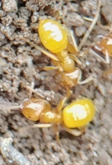 Lasius claviger photo 172