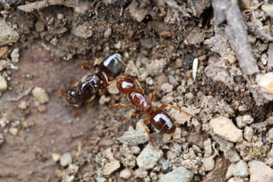 Lasius claviger — queen photo 173