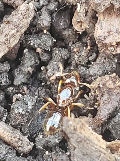 Lasius claviger photo 175