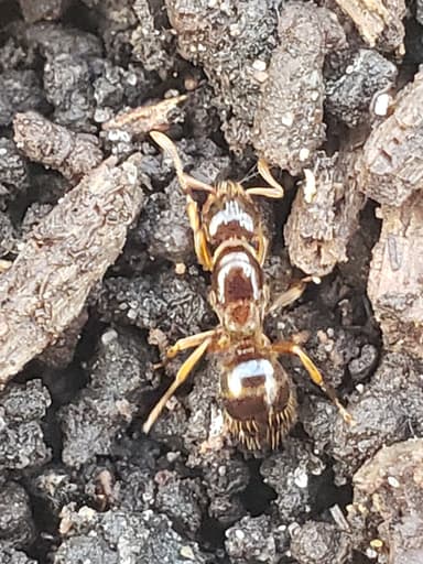 Lasius claviger photo 176