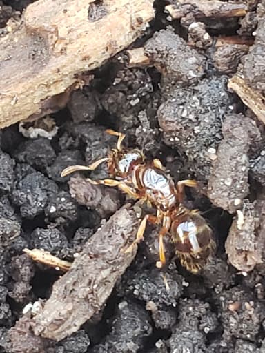 Lasius claviger photo 179