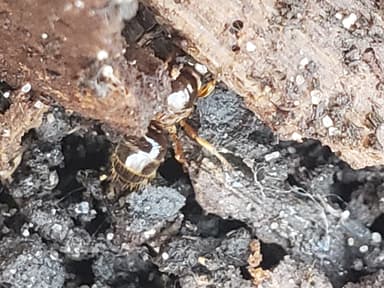 Lasius claviger photo 180