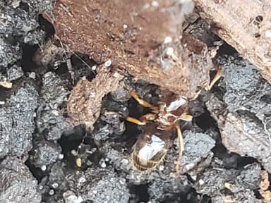 Lasius claviger photo 181