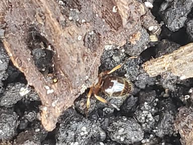 Lasius claviger photo 182
