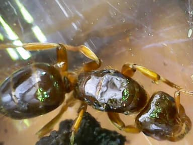 Lasius claviger photo 183