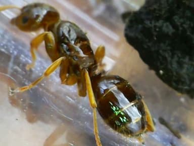 Lasius claviger photo 184