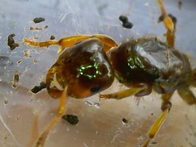 Lasius claviger photo 187