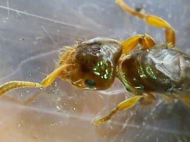 Lasius claviger photo 188