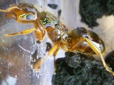 Lasius claviger photo 190