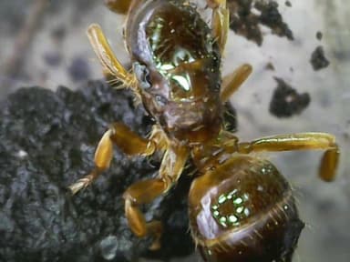 Lasius claviger photo 191