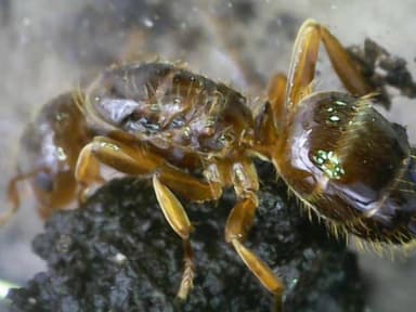 Lasius claviger photo 192