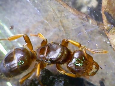 Lasius claviger photo 193