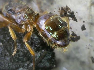 Lasius claviger photo 195
