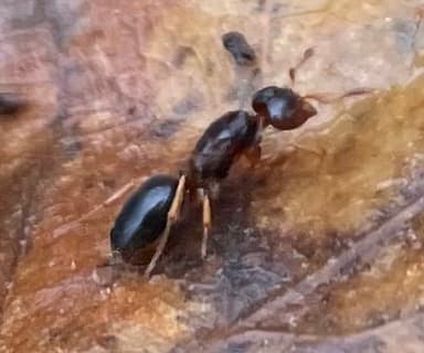 Lasius claviger photo 196
