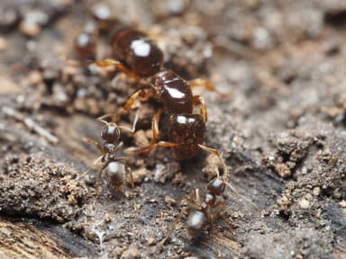 Lasius claviger — queen photo 198
