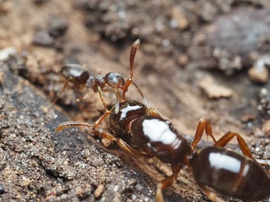 Lasius claviger — queen photo 199