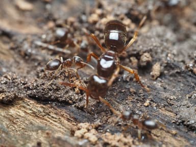 Lasius claviger — queen photo 200