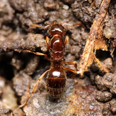 Lasius claviger photo 201